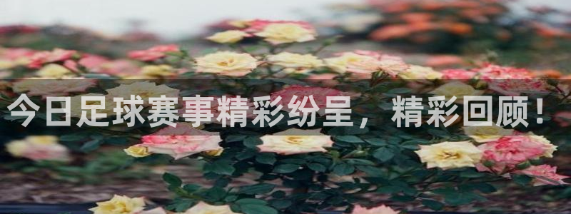 意昂23代理
